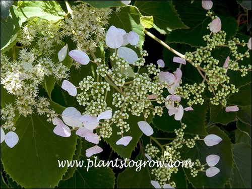 The flat lace cap type flower with the pink sepals.  (July 5)
